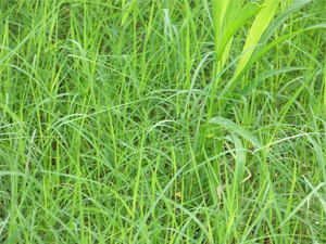 草 草
